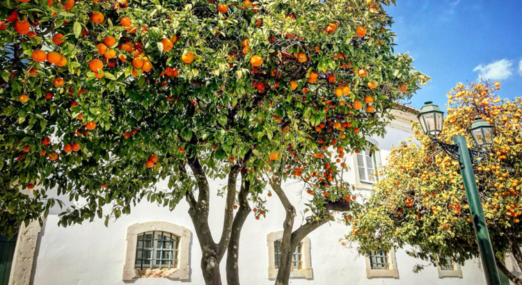 Orangenbaum Faro